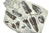Carboniferous Fossil Fern (Neuropteris) - France #378045-1